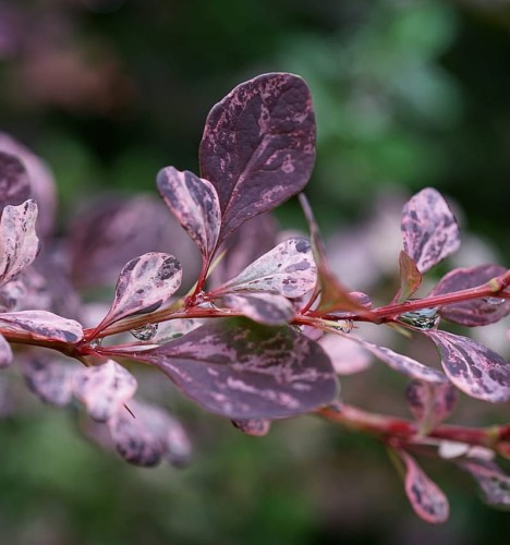 berberys-Thunberga-niski-bordowy-płożący-Berberis-thunbergii-niski-bordowy-płożący-zielonapara-zielona-para-sadzonka-berberys-silver-miles