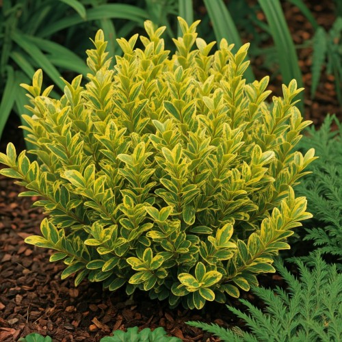 bukszpan-wieczniezielony-buxus-sempervirens-aureovariegata-zielonapara-sadzonka-duza-zdrowa-zimozielony-liscie-zoltozielone