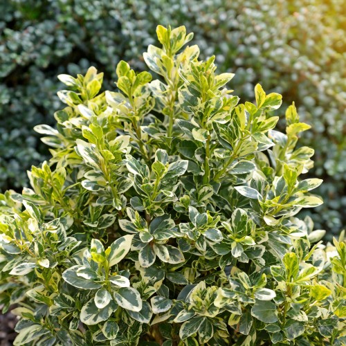 bukszpan-wieczniezielony-buxus-sempervirens-variegata-zielonapara-sadzonka-duza-zdrowa-zimozielony-liscie-pstre