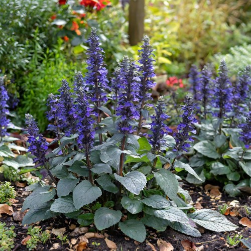 dąbrówka-rozłogowa-Ajuga-reptans-zielonapara-zielona-para-sadzonka-0593.jpg