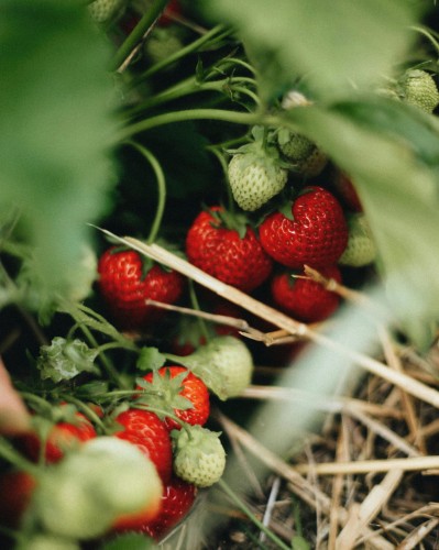truskawka-Fragaria-x-ananassa-zielonapara-zielona-para-sadzonka-0743.jpg