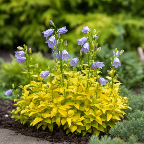 dzwonek-garganski-campanula-garganica-dicksons-gold-sadzonka-zielona-para