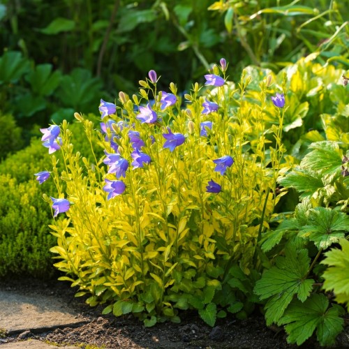 dzwonek-garganski-campanula-garganica-dicksons-gold-sadzonka-zielona-para