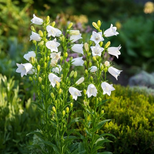 dzwonek-brzoskwiniolistny-campanula-persicifolia-grandiflora-alba-sadzonka-zielona-para