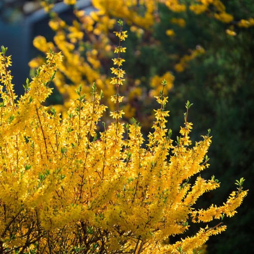forsycja-posrednia-forsythia-intermedia-fiesta-zielonapara-sadzonka-duza-zdrowa-zolte-kwiaty-pstre-liscie