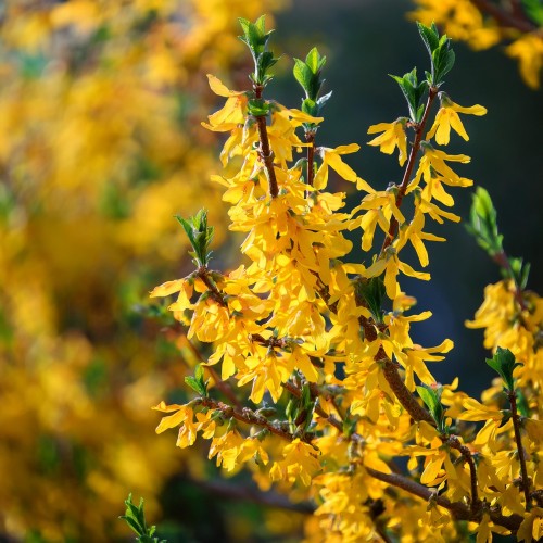 forsycja-forsythia-kumson-zielonapara-sadzonka-duza-zdrowa-zolte-kwiaty-dekoracyjne-nerwy-lisci