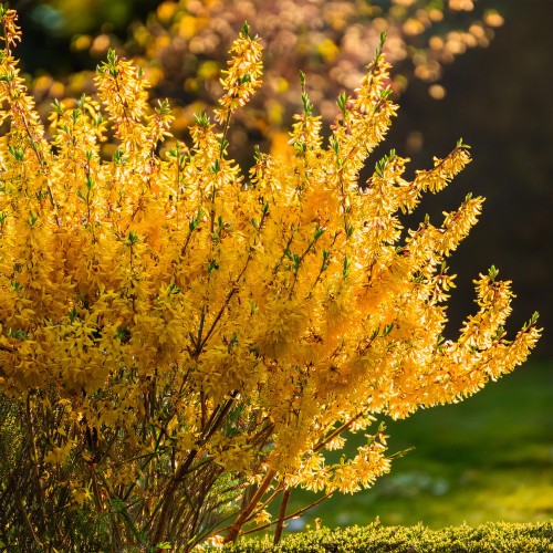 forsycja-posrednia-forsythia-x-intermedia-variegata-sadzonka-zielona-para