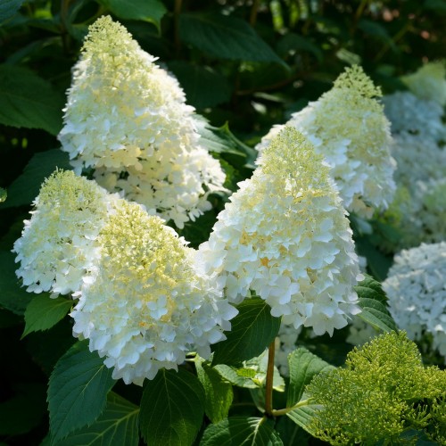 hortensja-bukietowa-hydrangea-paniculata-magical-moonlight-sadzonka-zielona-para