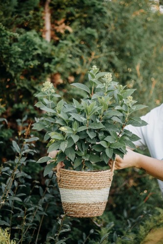 hortensja-bukietowa-sweet-summer-hydrangea-paniculata-biale-rozowiejące-wiechy-sredniowysoka-obfite-kwitnienie-sadzonka-sadzonki-zielona-para-zielonapara