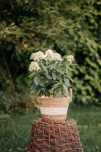 hortensja-bukietowa-sweet-summer-hydrangea-paniculata-biale-rozowiejące-wiechy-sredniowysoka-obfite-kwitnienie-sadzonka-sadzonki-zielona-para-zielonapara
