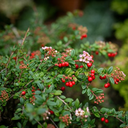 irga-dammera-cotoneaster-dammeri-sadzonka-zielona-para