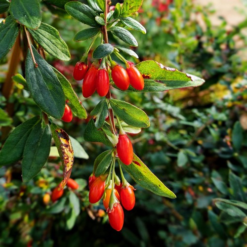 jagoda-goji-lycium-barbarum-new-big-zielonapara-sadzonka-duza-zdrowa-czerwone-owoce