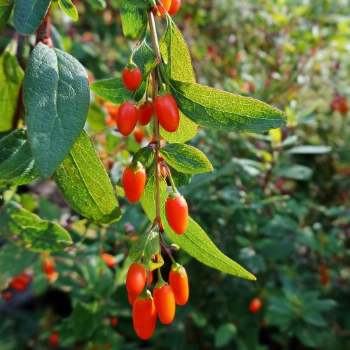 jagoda-goji-lycium-barbarum-new-big-zielonapara-sadzonka-duza-zdrowa-czerwone-owoce