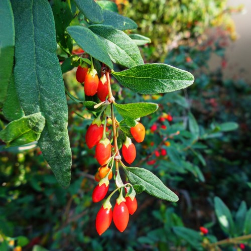 : jagoda-goji-lycium-barbarum-sadzonka-zielona-para