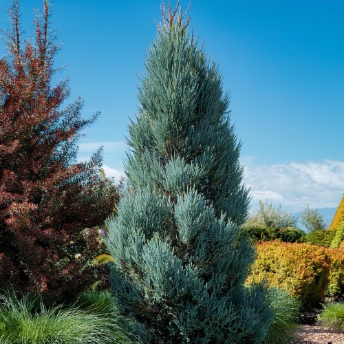 jałowiec-skalny-Sky-Rocket-Blue-Arrow-Juniperus-squamata-Sky-Rocket-Blue-Arrow-zielonapara-zielona-para-sadzonka-0432.jpg