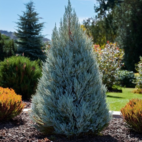 jałowiec-skalny-Sky-Rocket-Blue-Arrow-Juniperus-squamata-Sky-Rocket-Blue-Arrow-zielonapara-zielona-para-sadzonka-0432.jpg