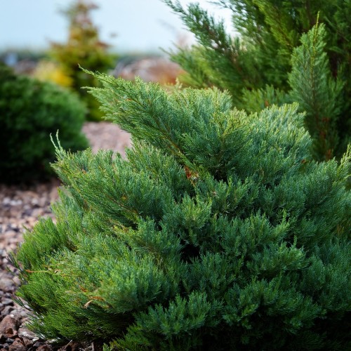 Jałowiec sabiński Tamariscifolia