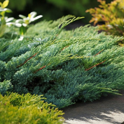 jalowiec-repanda-juniperus-horizontalis-repanda-sadzonka-zielona-para