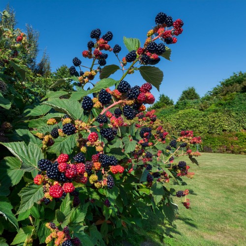 jezyna-rmavaho-czarna-rubus-sadzonka-zielona-para