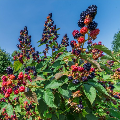 jezyna-rmavaho-czarna-rubus-sadzonka-zielona-para