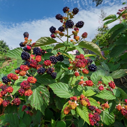 jezyna-rmavaho-czarna-rubus-sadzonka-zielona-para