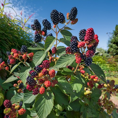 jezyna-rmavaho-czarna-rubus-sadzonka-zielona-para