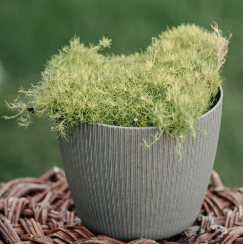 karmnik-oscisty-Lime-Moss-Sagina-subulata-Lime-Moss-zielonapara-zielona-para-sadzonka-0395.jpg