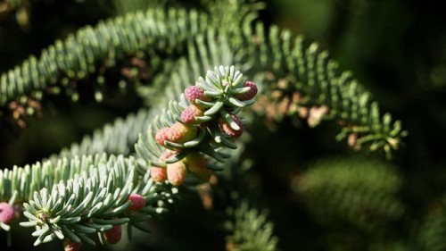 jodla-balsamiczna-abies-balsamea-sadzonka-zielona-para