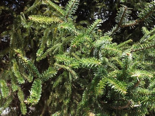 jodla-balsamiczna-abies-balsamea-sadzonka-zielona-para