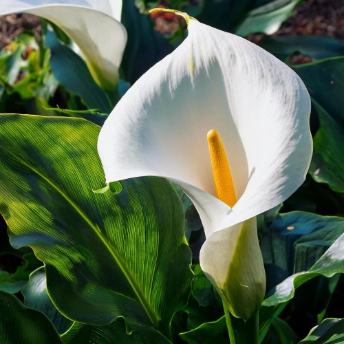 kalia-zantedeschia-sadzonka-zielona-para