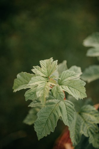 kalina-park-havest-viburnum-park-havest-sadzonka-zielona-para