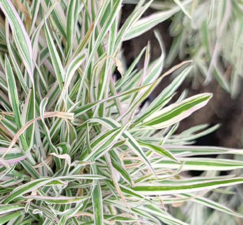 klosowka-miekka-holcus-mollis-jackdaws-cream-zielonapara-sadzonka-duza-zdrowa-pstre-kremowo-zielone-liscie