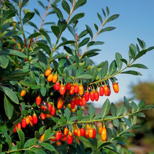 Jagoda-Goji-Lycium-barbarum-sadzonka-zielonapara