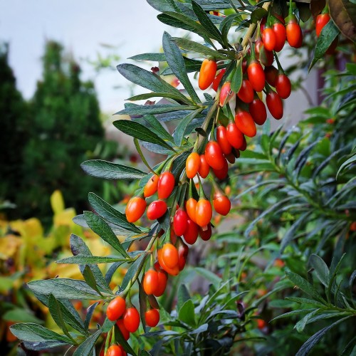 Jagoda-Goji-Lycium-barbarum-sadzonka-zielonapara