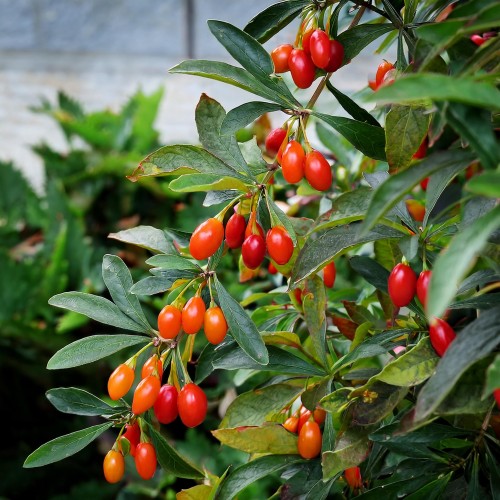 Jagoda-Goji-Lycium-barbarum-sadzonka-zielonapara