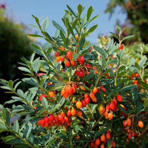 Jagoda-Goji-Lycium-barbarum-sadzonka-zielonapara