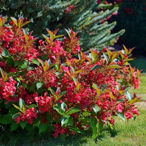 krzewuszka-cudowna-eva-rathke-weigela-florida-eva-rathke-sadzonka-zielona-para