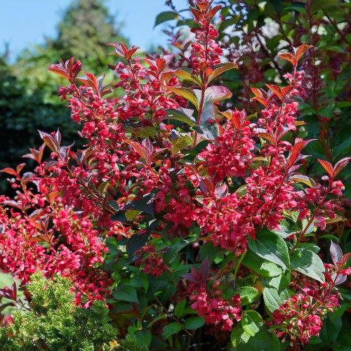 krzewuszka-cudowna-eva-rathke-weigela-florida-eva-rathke-sadzonka-zielona-para