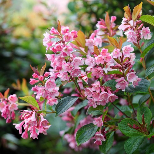 krzewuszka-cudowna-korea-weigela-florida-marjorie-sadzonka-zielona-para