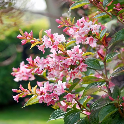 krzewuszka-cudowna-korea-weigela-florida-marjorie-sadzonka-zielona-para