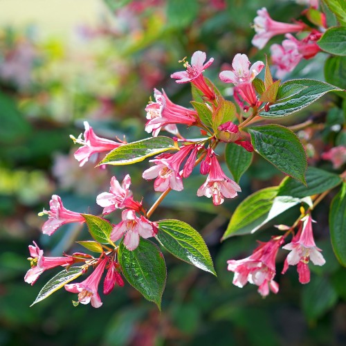 krzewuszka-cudowna-korea-weigela-florida-rosea-sadzonka-zielona-para