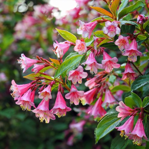 krzewuszka-cudowna-korea-weigela-florida-rosea-sadzonka-zielona-para