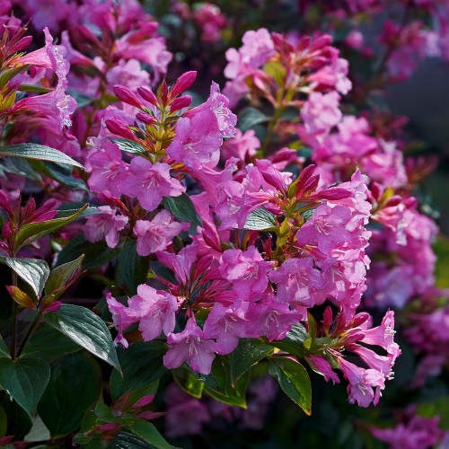 krzewuszka-cudowna-bristol-ruby-weigela-florida-bristol-ruby-sadzonka-zielona-para