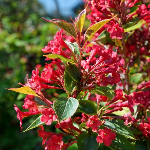 krzewuszka-cudowna-red-prince-weigela-florida-red-prince-sadzonka-zielona-para