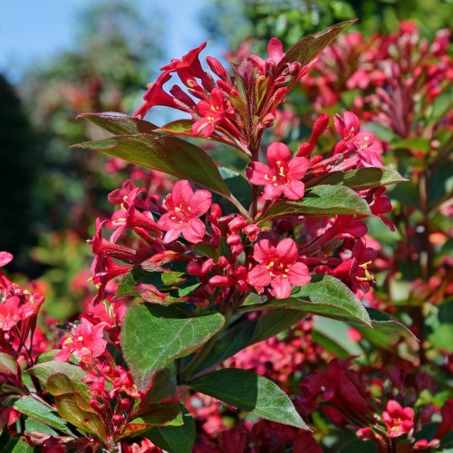 krzewuszka-cudowna-red-prince-weigela-florida-red-prince-sadzonka-zielona-para
