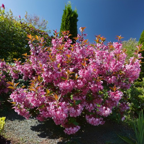 krzewuszka-cudowna-purpurea-nana-weigela-florida-purpurea-nana-sadzonka-zielona-para