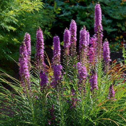 liatra-klosowa-kobold-liatris-spicata-sadzonka-zielona-para