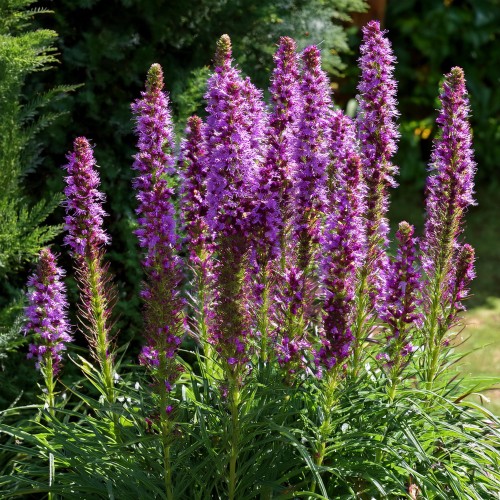 liatra-klosowa-kobold-liatris-spicata-sadzonka-zielona-para