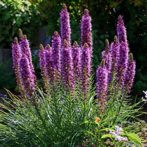 liatra-klosowa-kobold-liatris-spicata-sadzonka-zielona-para