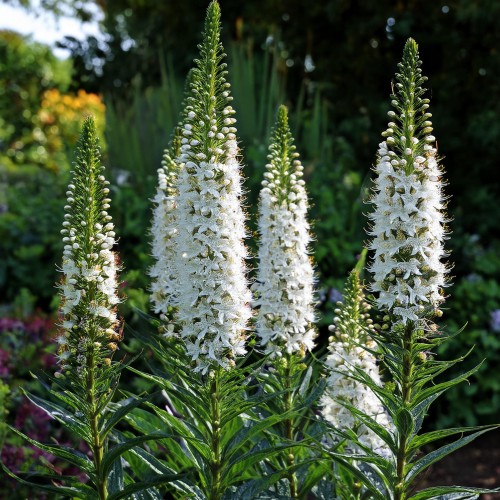 liatra-alba-liatris-spicata-alba-sadzonka-zielona-para